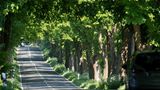 Die Deutsche Alleenstrasse führt über fast 3000km auf den schönsten Alleen Deutschlands von Rügen bis zum Bodensee.