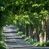 Die Deutsche Alleenstrasse führt über fast 3000km auf den schönsten Alleen Deutschlands von Rügen bis zum Bodensee.