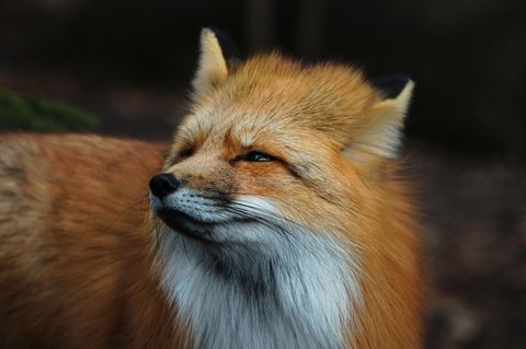 Fuchsbandwurm