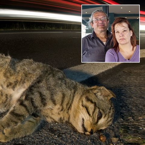 Sie jagen den Katzenmörder: Tony Jenkins und Boudicca Rising