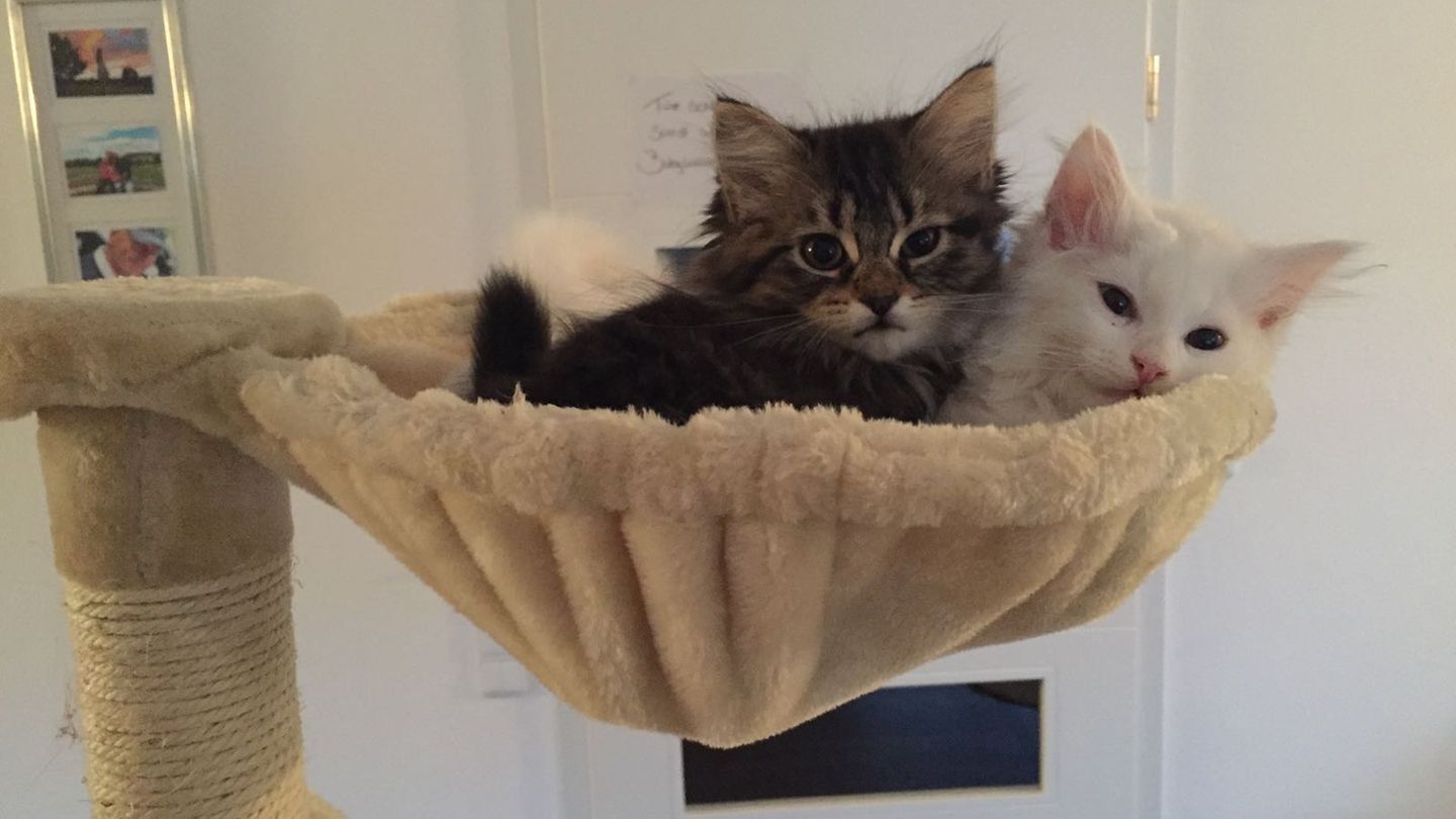 Die zwei Katzen der Autorin