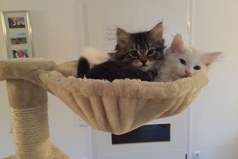 Die zwei Katzen der Autorin