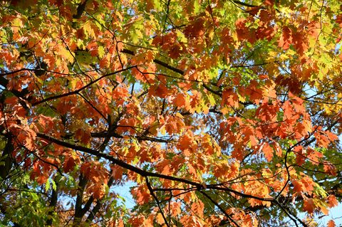 Wetterumschwung: Braune Blätter