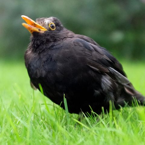 Eine am Usutu-Virus erkrankte Amsel