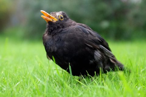 Eine am Usutu-Virus erkrankte Amsel