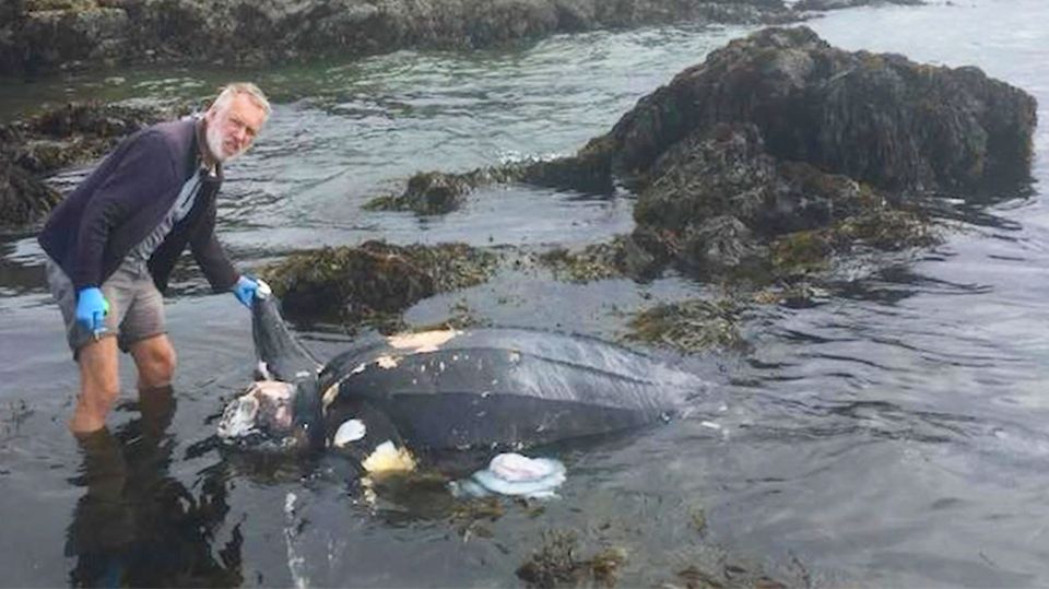 Cornwall: Brite findet mysteriösen Kadaver im Meer