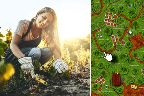 Neuer Trend "Online-Gärtnern": Links eine Frau jätet Unkraut, rechts ein Screenshot von myAcker.com