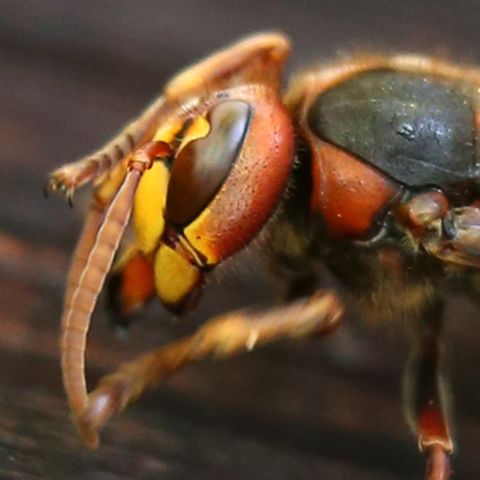 Unterschätztes Insekt: Hornissen sind die perfekte Waffe gegen Wespen - und viel harmloser als ihr Ruf