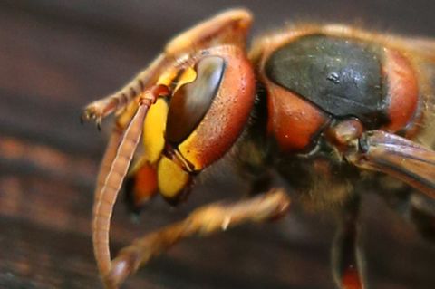 Unterschätztes Insekt: Hornissen sind die perfekte Waffe gegen Wespen - und viel harmloser als ihr Ruf