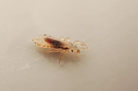 Eine Kopflaus vor weißem Hintergrund