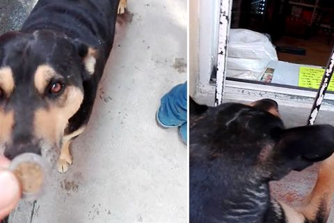 Hund kauft Wurst am Verkaufsfenster