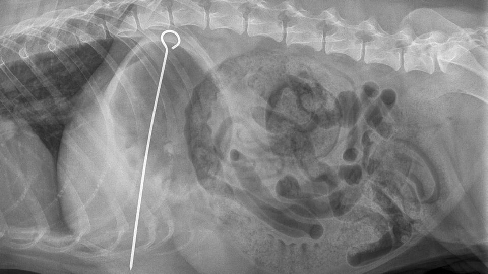 Schottland: Hund Hoshi hatte plötzlich ein merkwürdiges Geschwulst an der Seite. Hund Hoshi hatte plötzlich ein merkwürdiges Geschwulst an der Seite.