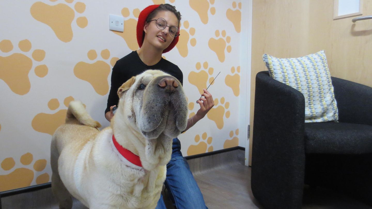 Hund verschlingt sehr langen Kebab-Spieß und überlebt