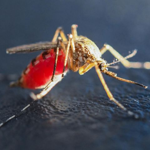 West-Nil-Fieber: Eine mit Blut vollgesaugte Mücke