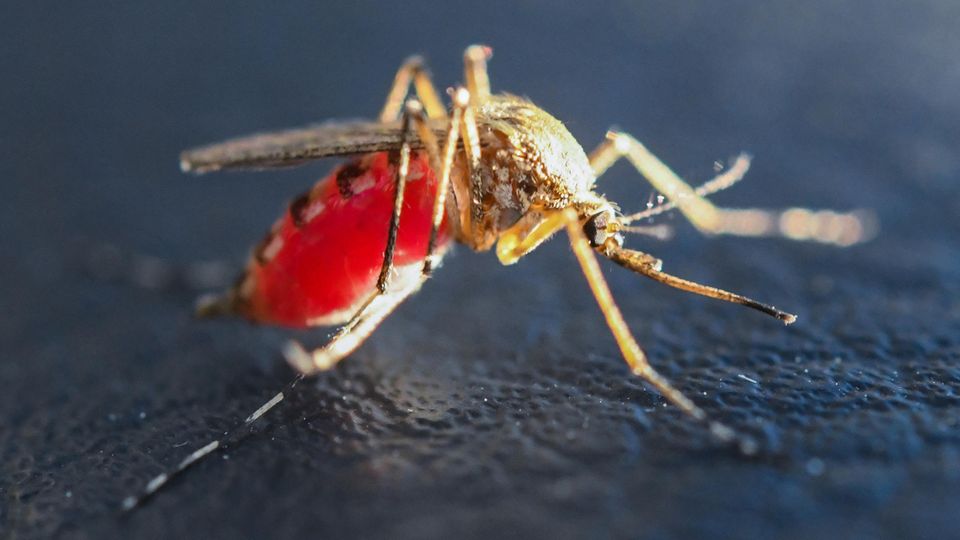 West-Nil-Fieber: Eine mit Blut vollgesaugte Mücke
