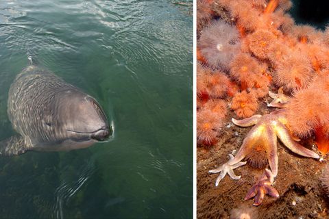 Lebensraum Ostsee: Schweinswale fühlen sich hier wohl, ebenso wie orange leuchtende Seenelken