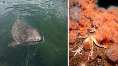 Lebensraum Ostsee: Schweinswale fühlen sich hier wohl, ebenso wie orange leuchtende Seenelken