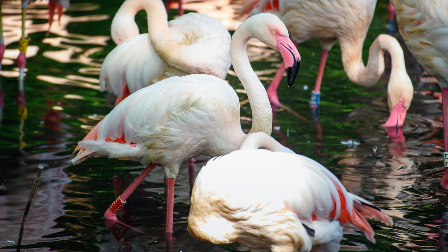 Flamingo Ingo ist das älteste Tier im Berliner Zoo