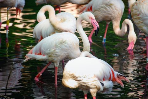 Flamingo Ingo ist das älteste Tier im Berliner Zoo