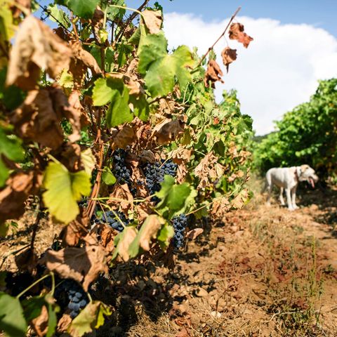 Klimawandel: Die Hitze in Südfrankreich gefährdet bekannte Rebsorten