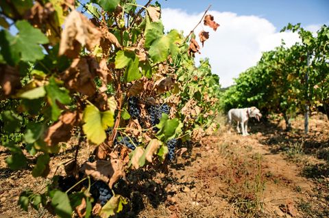 Klimawandel: Die Hitze in Südfrankreich gefährdet bekannte Rebsorten