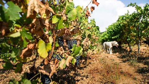 Klimawandel: Die Hitze in Südfrankreich gefährdet bekannte Rebsorten