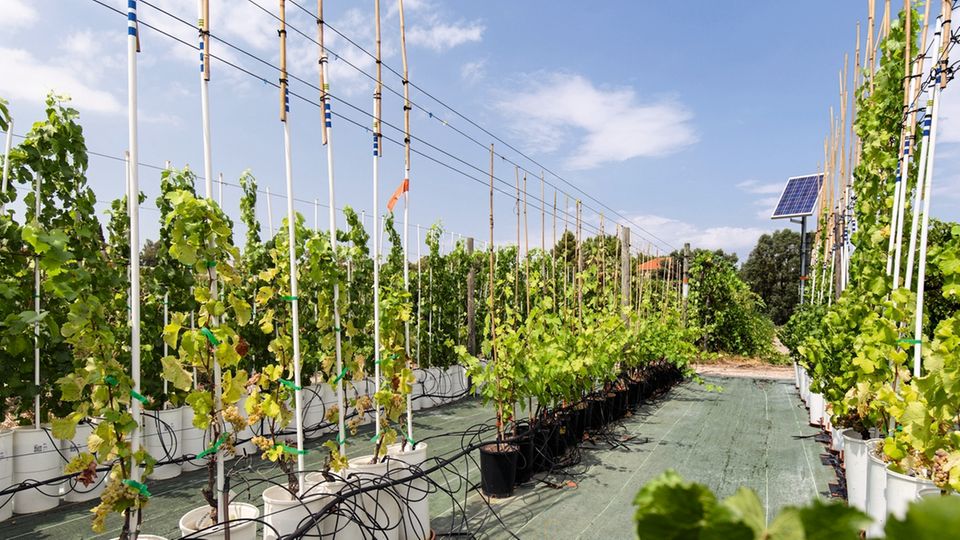 Neue Ideen bei Trockenheit: Ein Forschungsweinberg im Institut nationale de la recherche agronomique in Montpellier. Hier wird die Trockenheitsresistenz der Pflanzen untersucht Ein Forschungsweinberg im Institut nationale de la recherche agronomique in Montpellier. Hier wird die Trockenheitsresistenz der Pflanzen untersucht