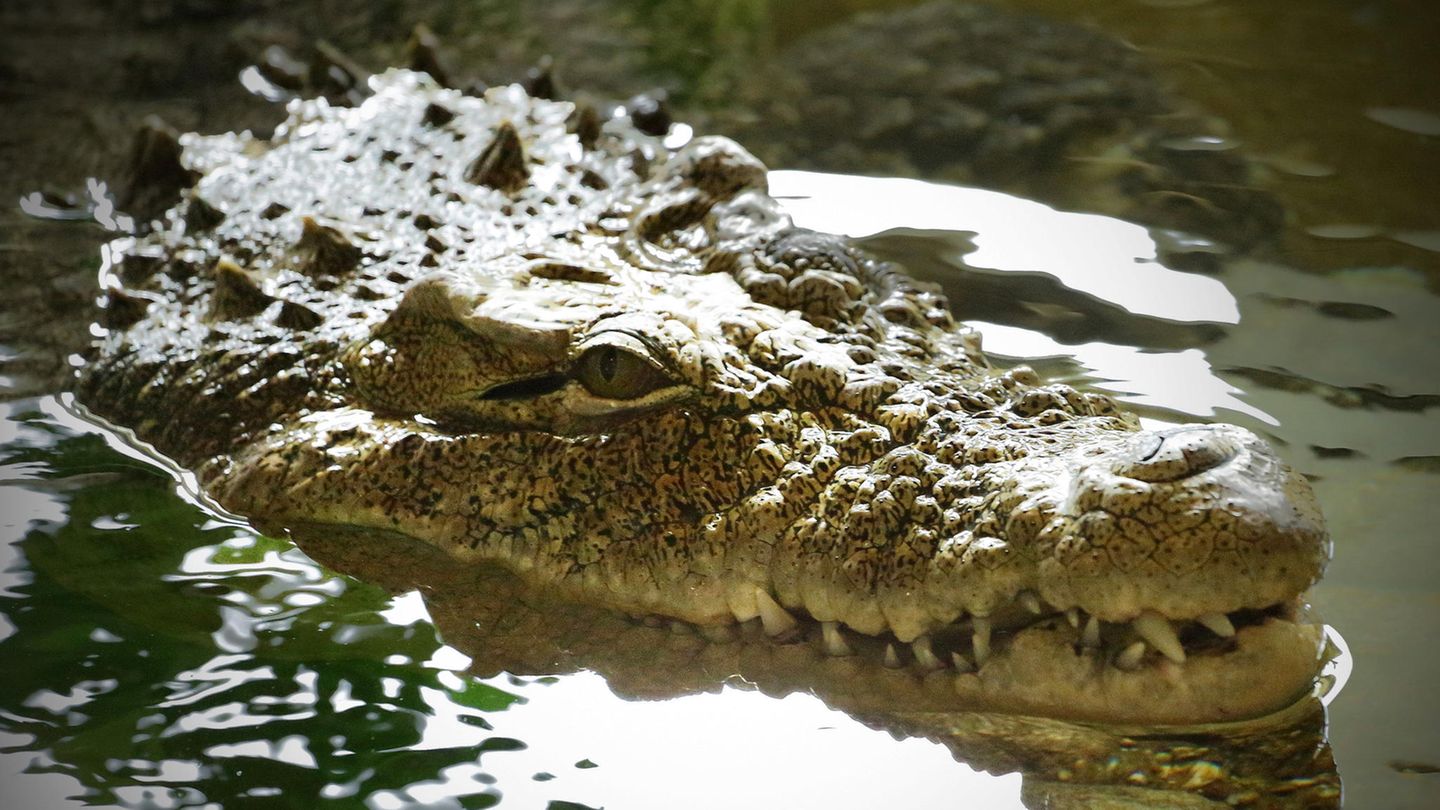 Das Krokodil zog Mutter und Kind unter Wasser – Die Dorfbewohner kamen zu spät