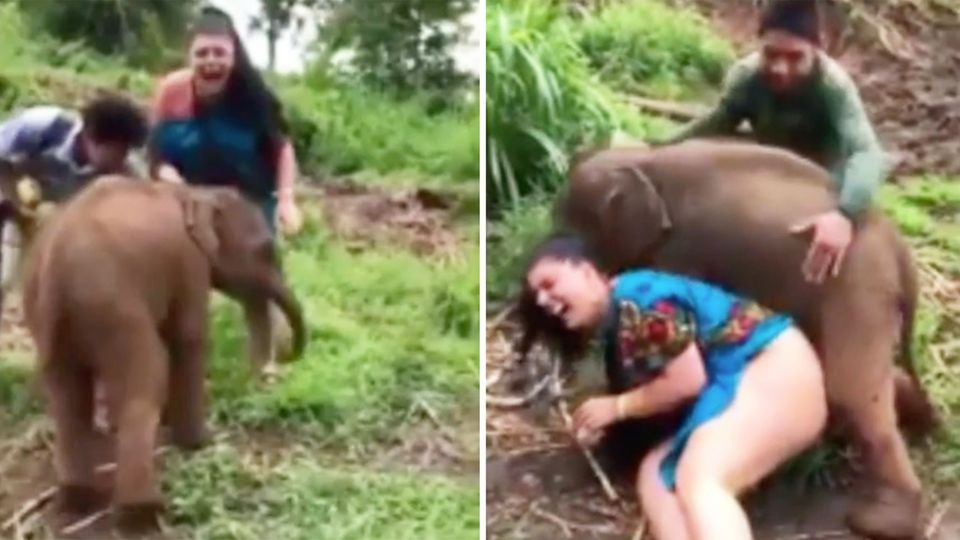 Liebestoller Baby-Elefant versetzt Touristin in Verzückung