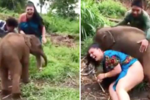 Liebestoller Baby-Elefant versetzt Touristin in Verzückung