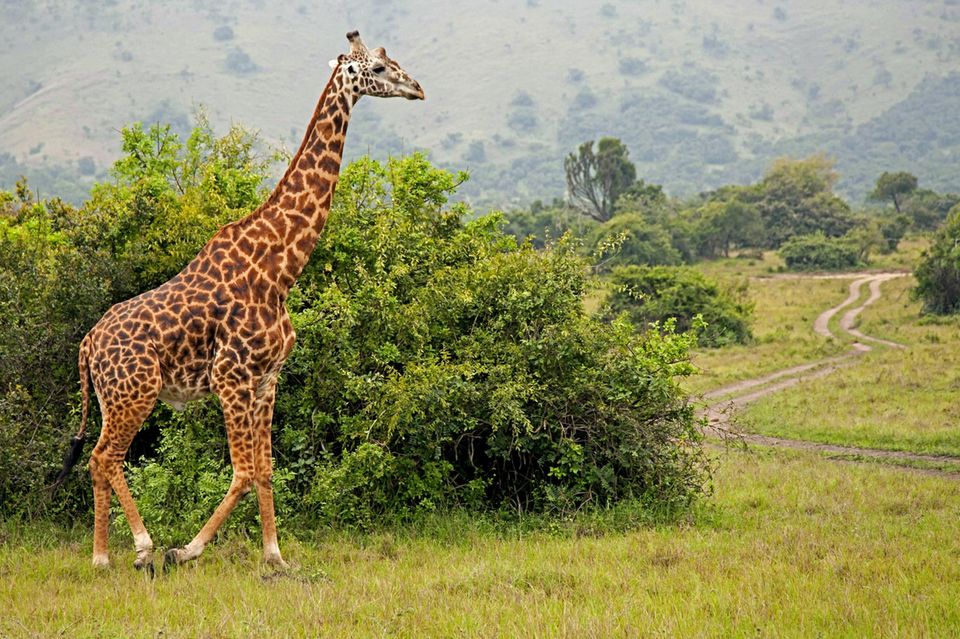 Geheimtipp: In der Savanne: eine Giraffe kreuzt gleich den Weg In der Savanne: eine Giraffe kreuzt gleich den Weg