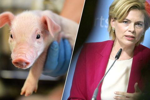 Bildcombo: Ferkel vor der Kastration und Agrarministerin Julia Klöckner