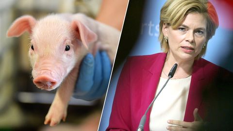 Bildcombo: Ferkel vor der Kastration und Agrarministerin Julia Klöckner
