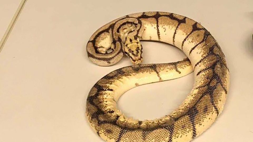 Eine kleine Python wie hier im Bild wurde in Lübeck in einem Mietwagen gefunden Eine kleine Python wie hier im Bild wurde in Lübeck in einem Mietwagen gefunden