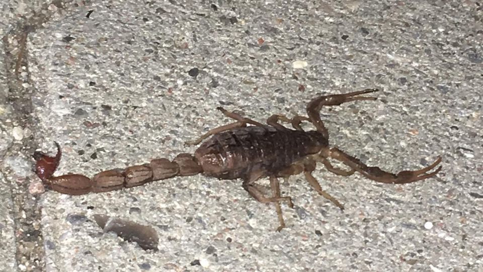 nachrichten deutschland - skorpion nachrichten deutschland - skorpion