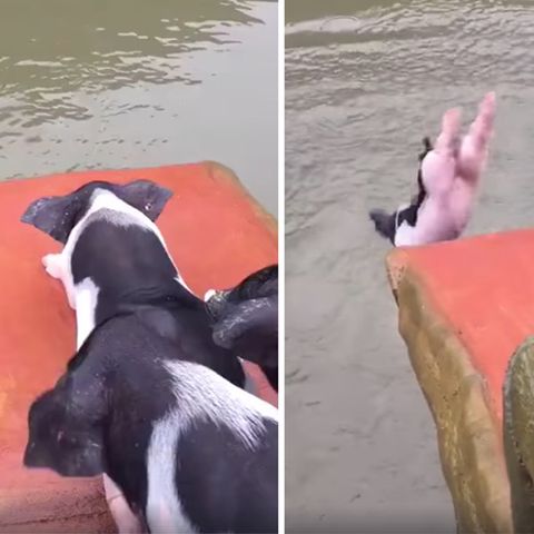 China: Diese Schweine haben einen eigenen Sprungturm