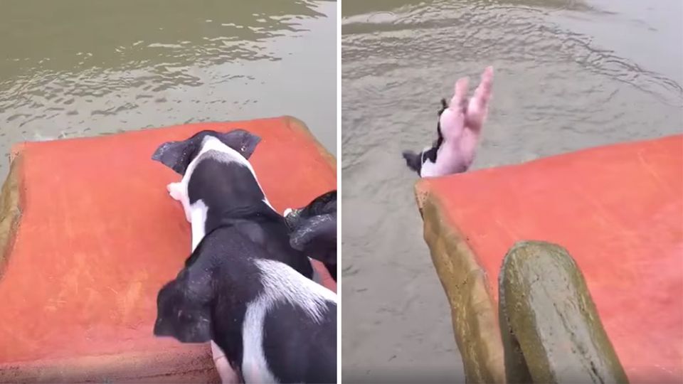 China: Diese Schweine haben einen eigenen Sprungturm China: Diese Schweine haben einen eigenen Sprungturm