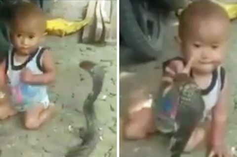Gefährlicher Spielgefährte: Kleiner Junge spielt mit Kobra – bei diesem Video stockt Ihnen der Atem