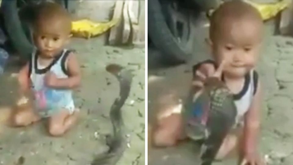 Gefährlicher Spielgefährte: Kleiner Junge spielt mit Kobra – bei diesem Video stockt Ihnen der Atem