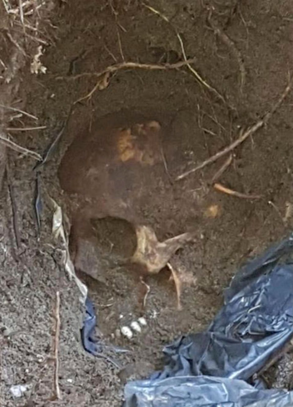 Schädel Massengrab Menschlicher Schädel in illegalem Massengrab in Mexiko