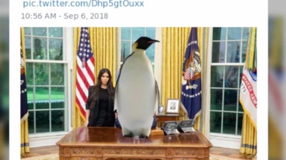 Satire: Trump oder Pinguin? Für Twitternutzer ergibt beides Sinn Satire: Trump oder Pinguin? Für Twitternutzer ergibt beides Sinn