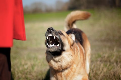 Der Hund soll laut Polizei einem Schäferhund ähnlich sehen (Symbolfoto)