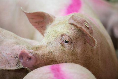 Wie viele Tiere sterben für Veggie-Wurst?