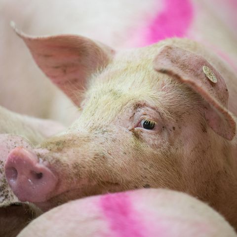 Wie viele Tiere sterben für Veggie-Wurst?