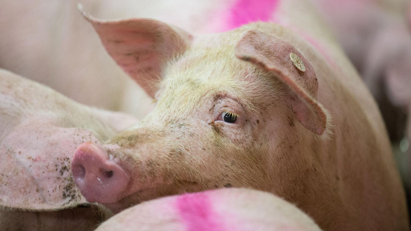 Wie viele Tiere sterben für Veggie-Wurst?