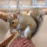 Wenn Leute verlassene Grauhörnchen-Babys im Park finden bringen sie die Tiere zu ihr. 