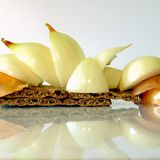 Neues Buch "Bauschmaus"