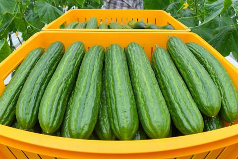 Salatgurken sind gerade besonders teuer