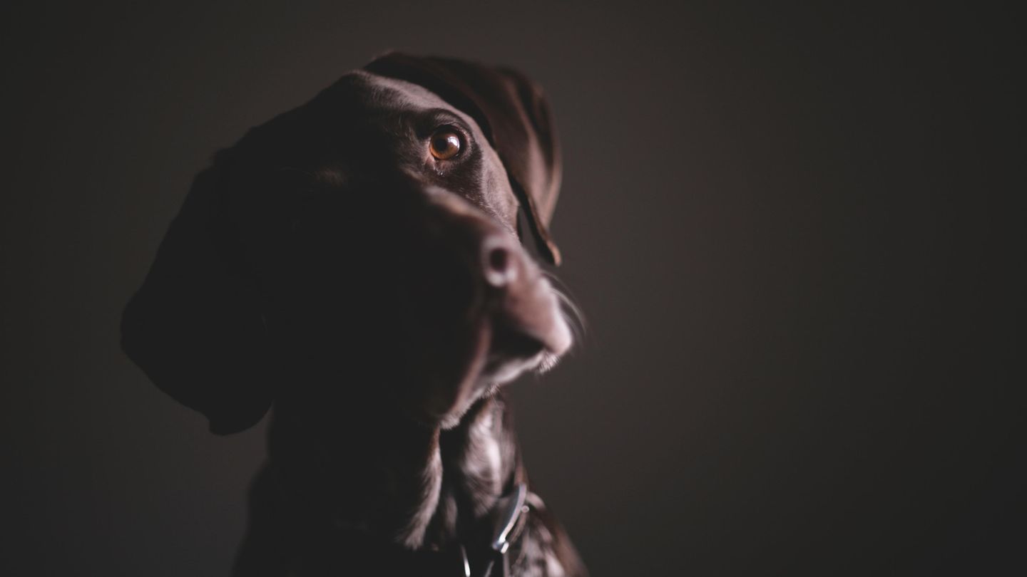 Tiere