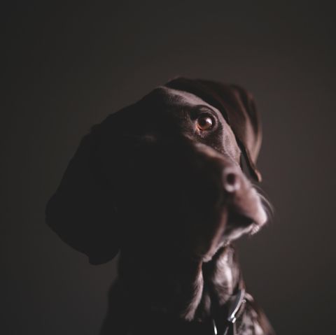 Tiere